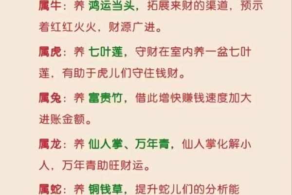 如何提升属鼠人的运气与福运