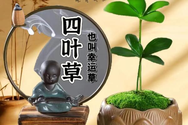 提升办公室气场的植物推荐与风水指南