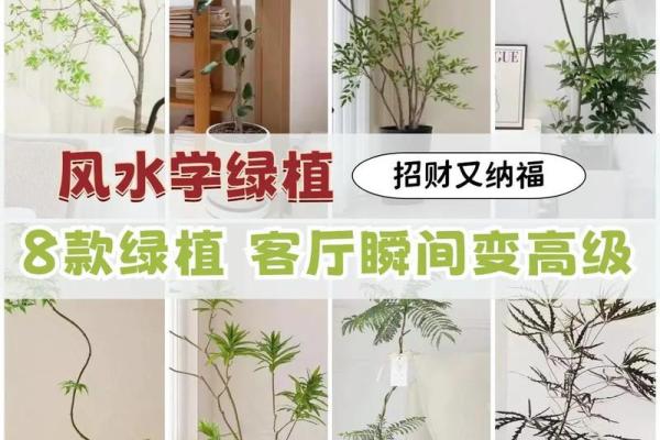 如何通过办公室植物摆放改善职场风水