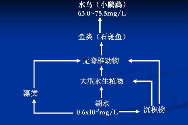 解密养鱼风水：如何通过水生物调整家运