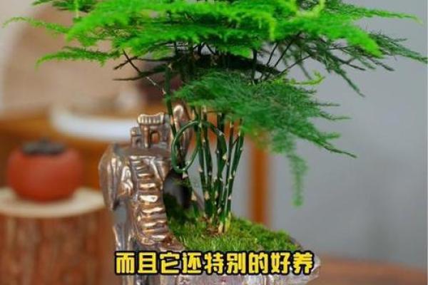 办公桌植物摆放禁忌与开运秘诀