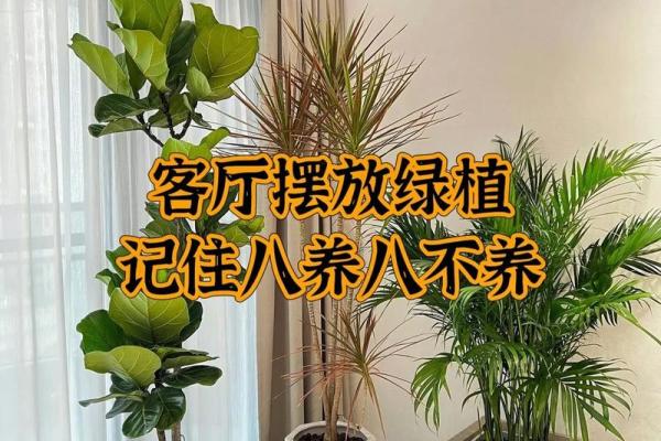 选择与摆放办公室风水植物的注意事项