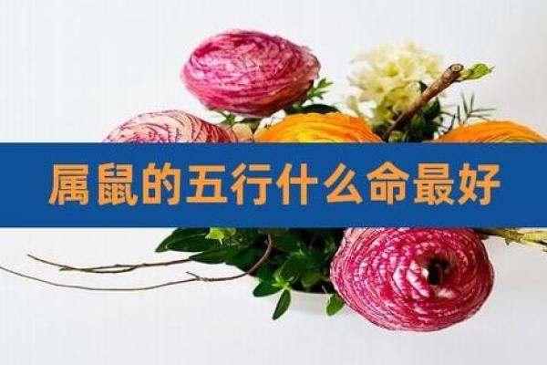 鼠年五行与命理解析：如何根据五行调节运势