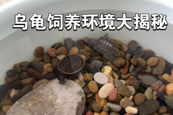 如何正确摆放乌龟改善家居风水