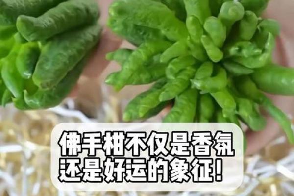 佛手象征好运：如何借助佛手提升运势