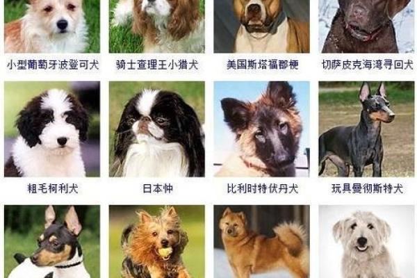 狗狗名字大全：给爱宠起个独特名字的技巧