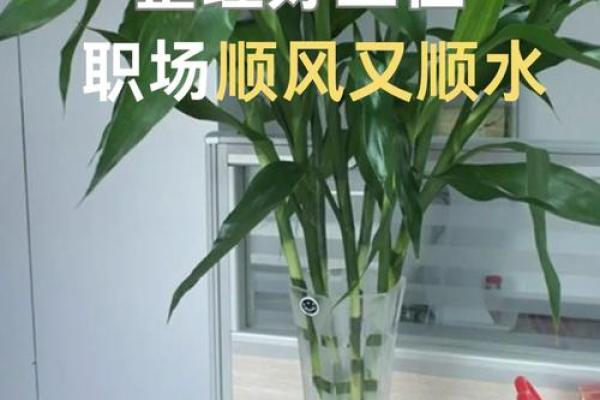 风水学中的办公室绿植配置与讲究