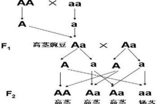 纯合命解析：如何理解命理中的纯合状态