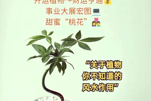 如何通过家居植物提升成华区风水