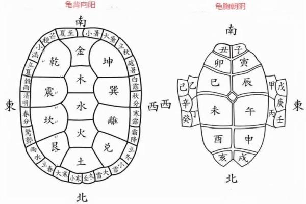 家居风水中乌龟摆放的风水学讲解