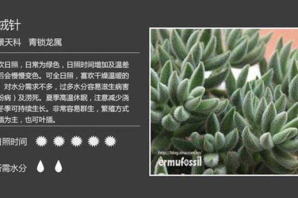 从绿植中获取灵感：植物名字与它们的养护秘诀